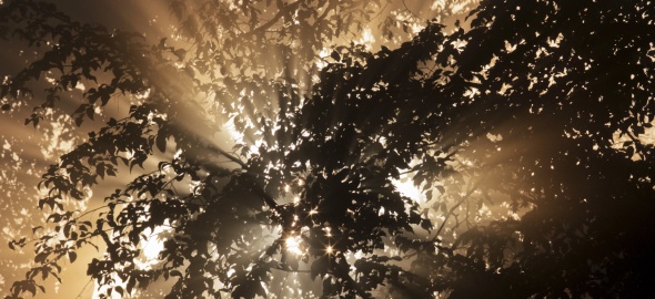 Risque d'incendie en forêt : niveau de vigilance relevé