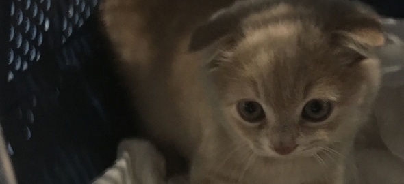 Un trafic illégal d'animaux de compagnie démantelé à Genève