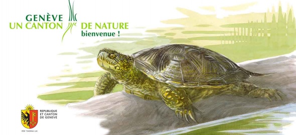 Une tortue cistude