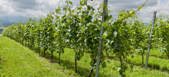 Vigne des Nations