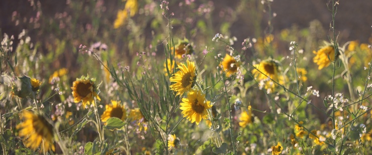 image tournesol