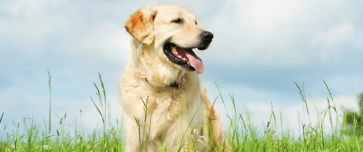 AMICUS – la nouvelle banque de données nationale pour chiens AMICUS – la nouvelle banque de données nationale pour chiens