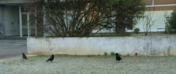 corneilles en ville
