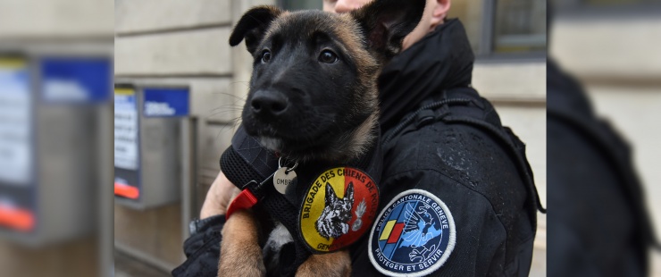 un policier porte un chiot de la brigade canine