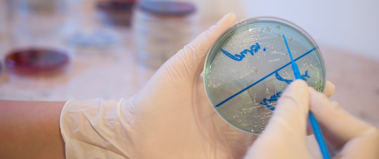 Rapport final du projet pilote de surveillance de l'antibiorésistance d’agents pathogènes pour les animaux