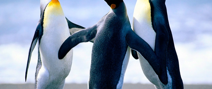photo de pinguin photo de pinguin