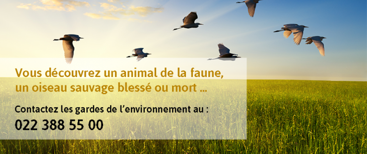 Vous trouvez un animal sauvage mort ou blessé ... contactez les gardes de l'environnement au 022 388 55 00 Vous trouvez un animal sauvage mort ou blessé ... contactez les gardes de l'environnement au 022 388 55 00
