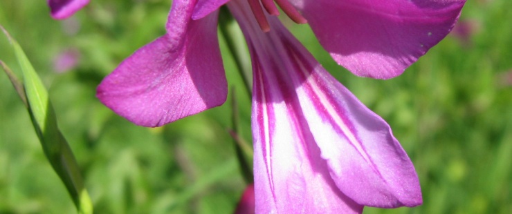 Gladiolus Palustris Gladiolus Palustris