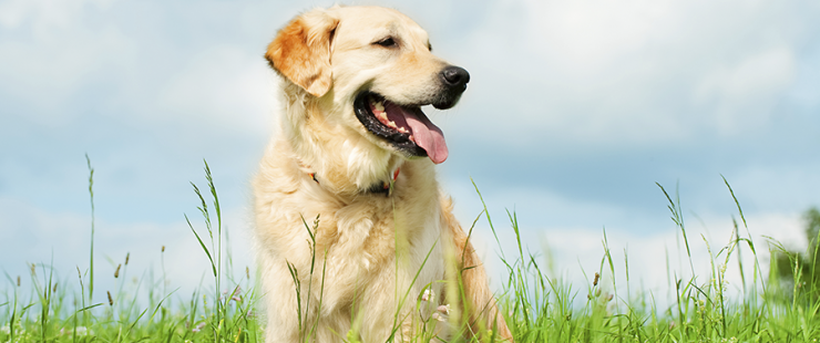 Protéger les animaux Protéger les animaux