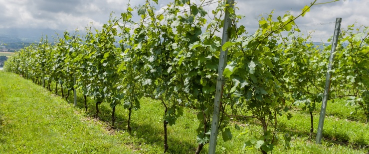 Vigne des Nations: les associations actives dans la lutte contre la précarité sur sol genevois honorées Vigne des Nations: les associations actives dans la lutte contre la précarité sur sol genevois honorées