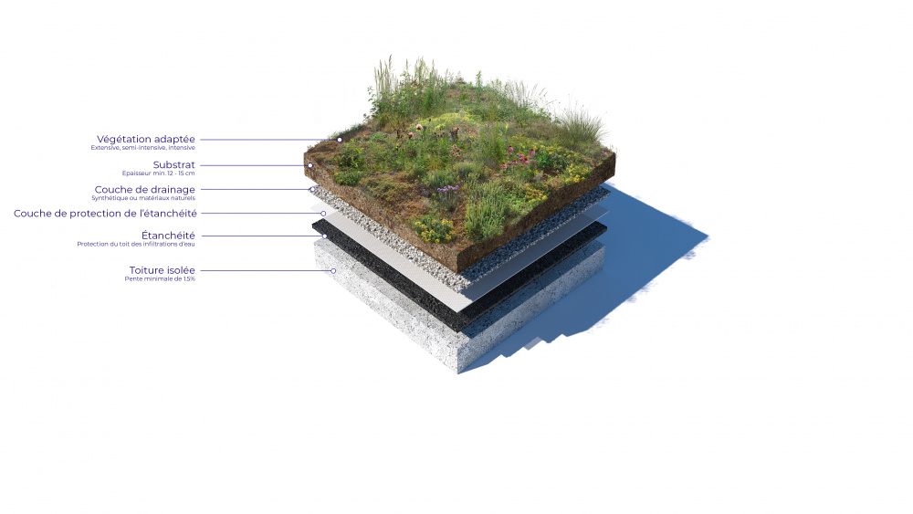Coupe d’une toiture végétalisée (Pixalab pour l'office cantonal de l'eau)