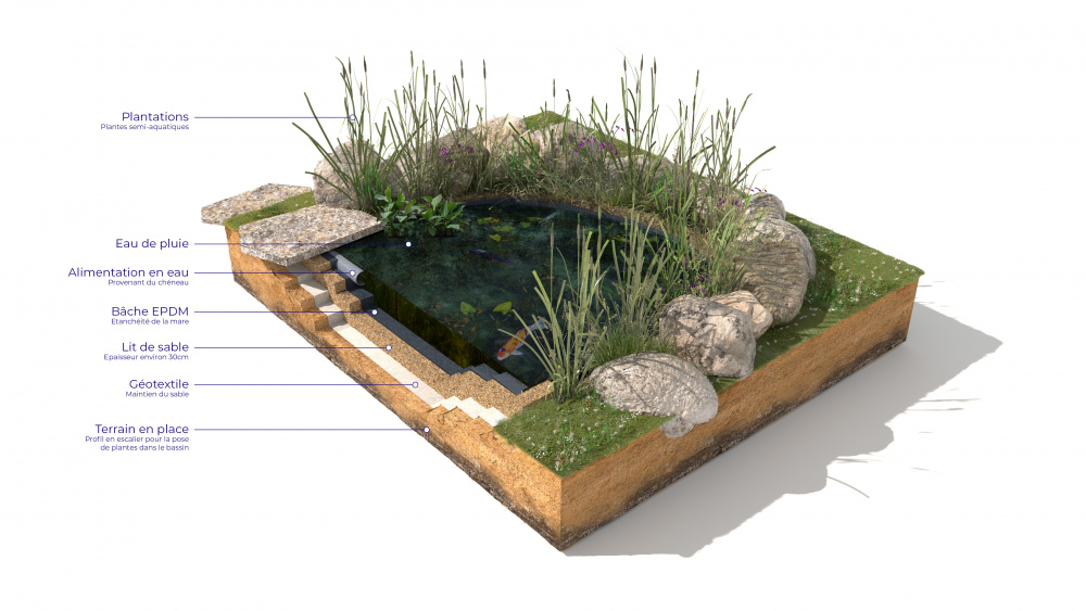 Coupe d’une mare (Pixalab pour l'office cantonal de l'eau)