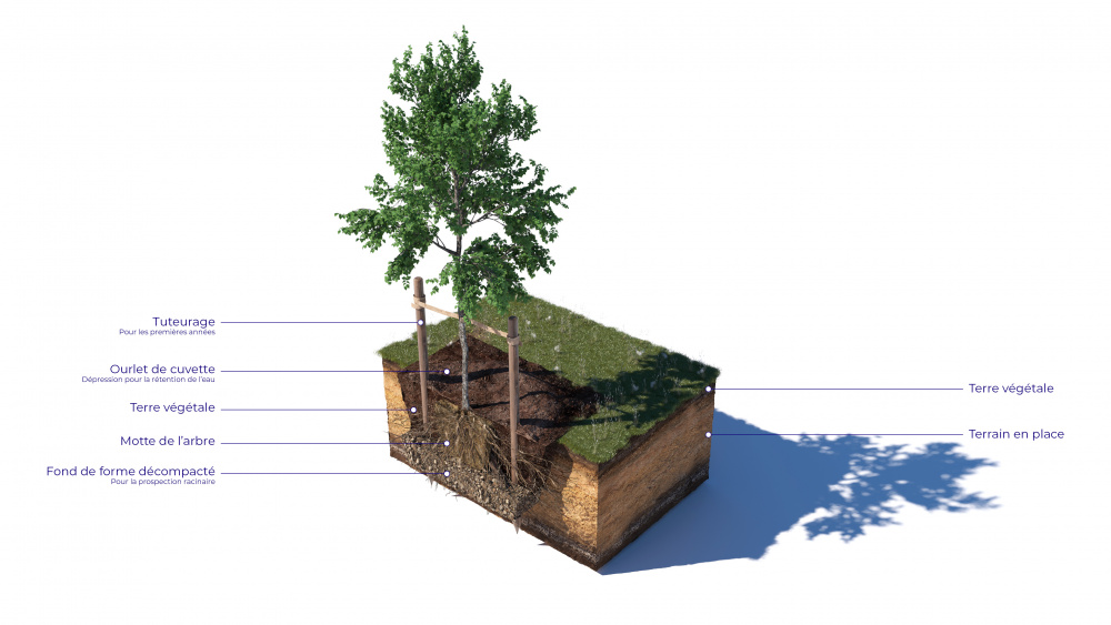 Coupe d’un arbre (Pixalab pour l'office cantonal de l'eau)