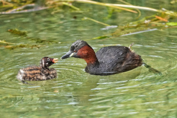 Famille de grèbes castagneux zone nature Plage Publique Eaux-Vives