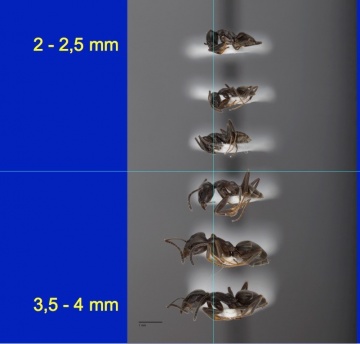 Fourmi Tapinoma magnum