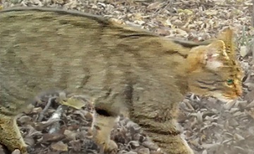 Chat sylvestre dans une forêt genevoise – Piège photo, automne 2021