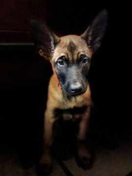 Thor pose pour la photo.