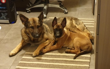 Thor et Arya dans les locaux de la brigade des chiens
