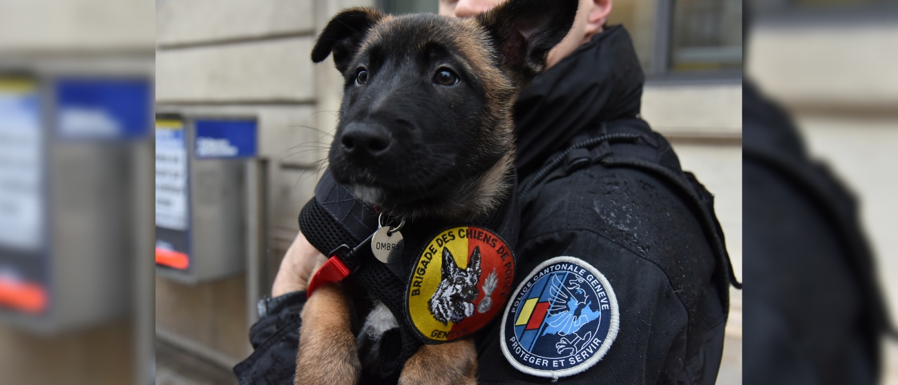 ombra la toute derniere recrue de la brigade des chiens ge ch