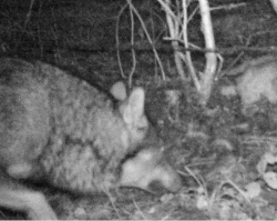 Image du loup photographié à Genève par un piège photo.