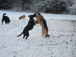 4 chiens jeu liberte neige