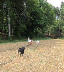 Chiens Liberte Campagne