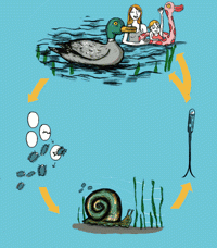 Cycle de reproduction du parasite du canard, la cercaire