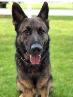 Jägger, chien de la police genevoise