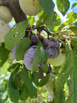 Dégâts de Scarabée japonais sur un arbre fruitier
