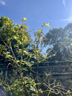 Dégâts de Scarabée japonais sur des feuilles de vigne