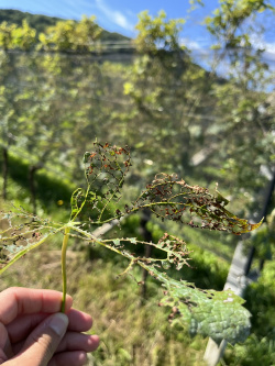 Dégâts de Scarabée japonais sur une feuille