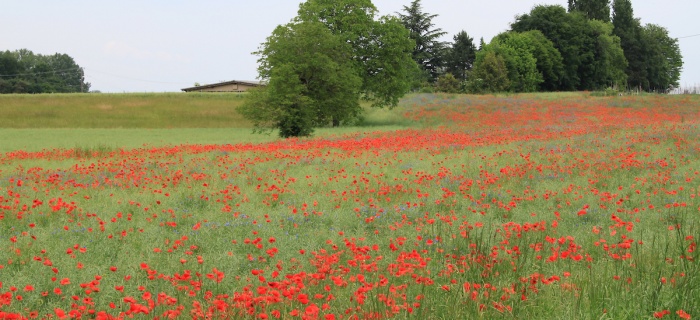 champ coquelicot biodiversité