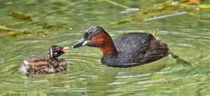 Famille de grèbes castagneux zone nature Plage Publique Eaux-Vives