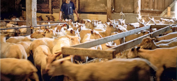 Une exploitation élevant des moutons