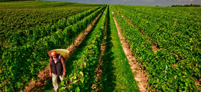 Vignoble de l'Etat