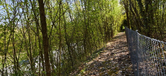 La forêt au nord du site © photo Maud Guye-Vuillème