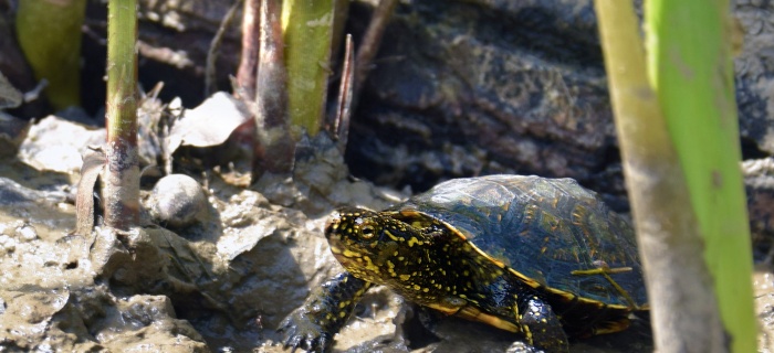 La cistude continentale pour illustrer la biodiversité du canton