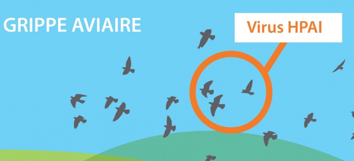 Mesures de prévention de la propagation de l’influenza aviaire dans la population de volaille domestiques à Genève