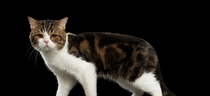 CATS OUTDOOR : des chats errants en meilleur santé et un précieux coup de pouce pour la biodiversité !