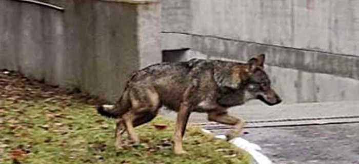 Loup à Jussy