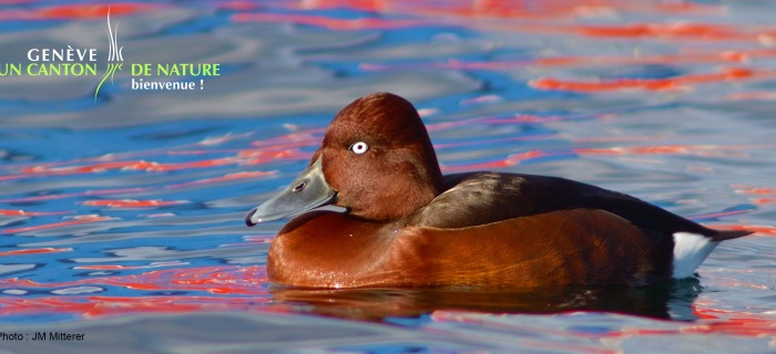 Fuligule nyroca - canard rare des rives du lac
