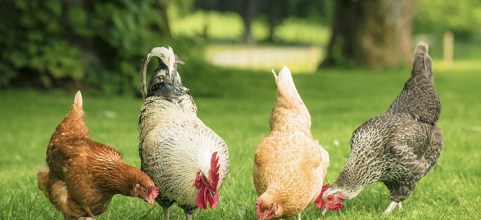 Prolongation des mesures préventives contre la propagation de la grippe aviaire dans la population de volaille domestiques à Genève