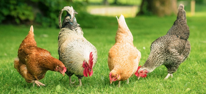 Levée des mesures préventives contre la propagation de la grippe aviaire dans la population de volaille domestiques à Genève