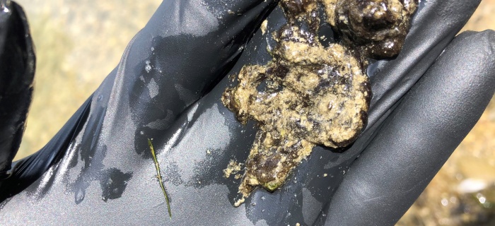 Cyanobactéries observées au niveau du lac de Neuchâtel (DGE-BIODIV Vaud 2020)