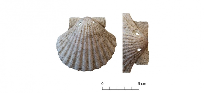 Coquille Saint-Jacques retrouvée dans une tombe de l’ancien Prieuré de Satigny, au niveau de la cage thoracique du défunt.