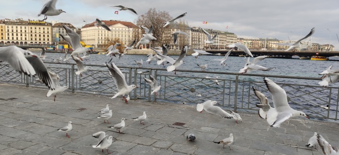 Mesures de prévention de la propagation de l’influenza aviaire dans la population de volaille domestique sur l’ensemble du territoire suisse
