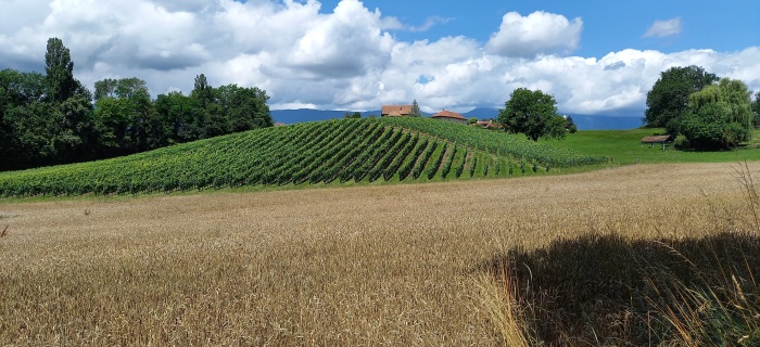 Champ de blé avec une vigne et des fermes en arrière-plan