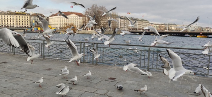 Mesures locales en Suisse contre la grippe aviaire