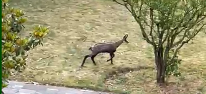 Chamois aux Eaux-vives