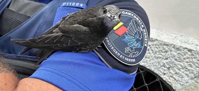 oiseau et gendarme